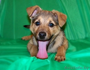 Замечательный щеночек (мальчик) в дар в добрые руки.  #823698