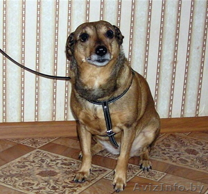 Феона ищет хозяина! #816157