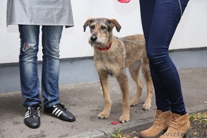 Чудесная собака (сука). в  дар #825094