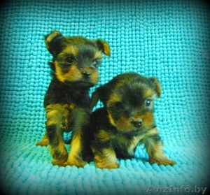 Элитные Супер-мини щенки Йоркширского терьера #825132