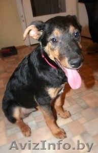 Обоятельный щенок в дар #832672