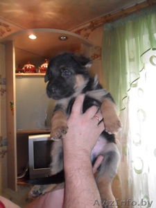 Породистые щенки овчарки #816553