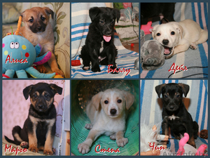 Щеночки на любой вкус,  мальчики и девочки.  #827727