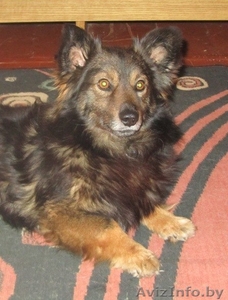 Малыш Купер ищет себе хозяина и не просто хозяина,  а лучшего в мире! #823105