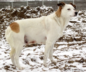 Собачка ищет дом #821551