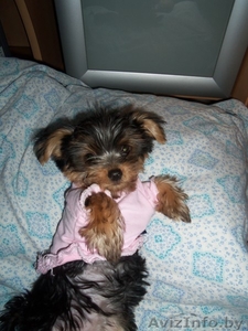 Продаю йоркирских терьеров #847436