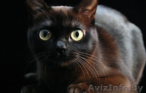 Кошечка в бархатной шубке а-ля Бурма в дар! #843550