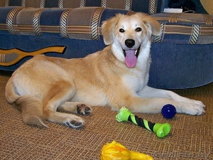 Эльфа – молоденькая собачка. В дар!  #836532