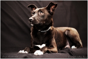 Тайра – молоденькая изящная собачка в дар!  #836534