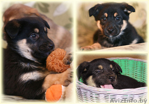 Щенки овчаристого типа в дар! #842558