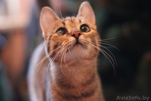 Милана и Василиса - два полосато-нежных ласковых чуда #829783