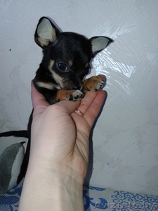 Мальчишки-чишки  #850610