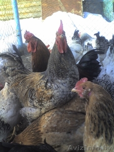 Продам молодых петухов #851080