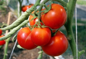 Продам теплицу 3х4м из сотового поликарбоната 4мм #848166