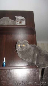 Британские котята г.Брест #833883