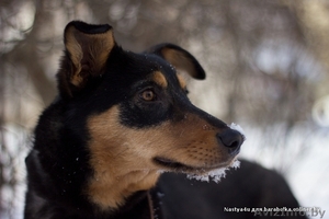  Очаровательная собачка Лана в дар!  #843105