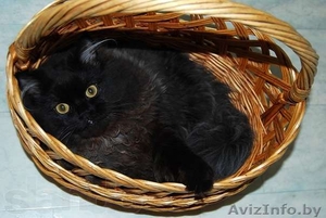 Шоколадное очарование - кошка по имени Виенн Роше! #846875