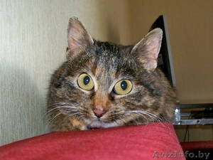 Плюшевая маленькая кошечка - только в добрые и ответственные руки!!! #833602