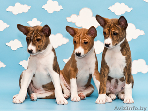 Басенджи.Щенок породы басенРедкий тигровый окрас. Родился 30.11.2012.. Высо #842926