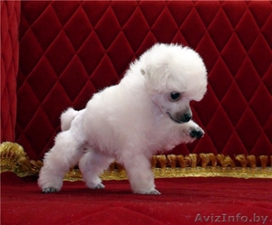 Изумительные белые той-пуделя #850028