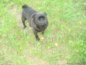 девочка Мопс ищет кобеля для вязки срочно!!!!!!!!!!!!!!!!!!!!!! #846290