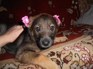 метис овчарки сука #851287