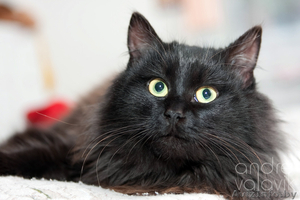 Пушистое жабо и шикарный хвост – метис перса в дар! #839469