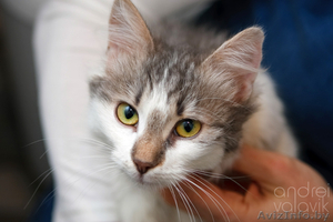 Пушистая малышка с рыжим носом в дар! #843882