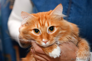 Пушистый рыжий добрый кот ищет уютный тёплый дом! #834801