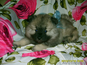 Кеесхонд вольфшпиц -щенки #834159