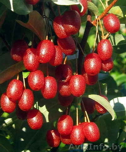 Гуми - лох садовый #833635