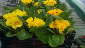 продам: тюльпан,  примула #839967