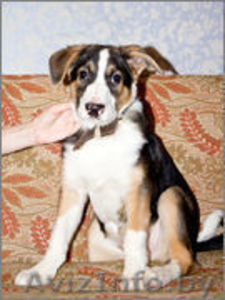 щенок в дар в надежные руки #837570