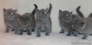 Питомник  британских и шотландских мевежат. #841892