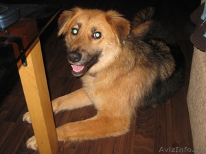 Замечательная Соня ищет дом! #845879