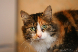 Пушистая кошка яркого черепахового окраса в дар! #834800