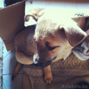 Щенок в дар,  бесплатно! Малышке срочно нужен дом! #847828