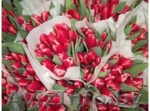 Тюльпаны оптом в Бресте  #849833