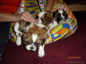 продаю щенков шит-цу #846731