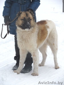 Лорд- замечательная среднеазиатская овчарка в дар!!! #835067