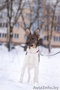 Грациозный и невероятно обаятельный щенок в дар! #843200