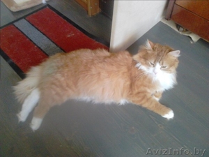 Красавец Рыжик в дар!! #844061