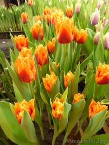 Тюльпаны к празднику #848744