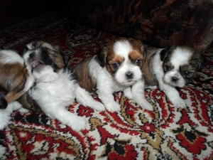 Продаются щенки породы Ши-тцу. Дата рождения: 12.01.2013 #839642