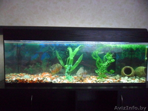 Аквариум на 300л.+тумба. 1мл.500тыс. рб. #846890