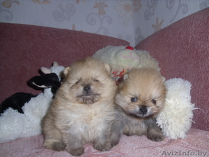 Корейские поросята #773170