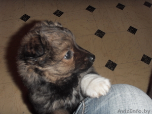 Щенок любящий своих хозяев #847512