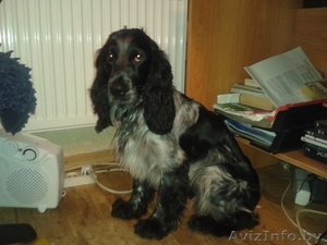 Найден Спаниель!!!! #847871