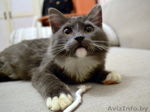 Пушистая  шубка,  толстые лапки,  круглая мордашка – котёнок в дар! #849750