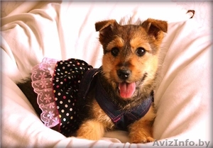 щенок ищет постоянный или временный дом #863683